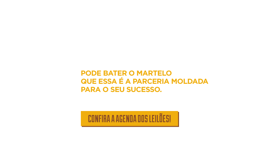 programa leilões